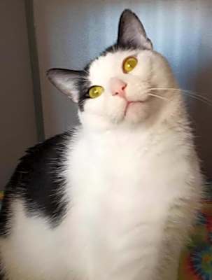 Photo of Brutus - Barn Cat #image