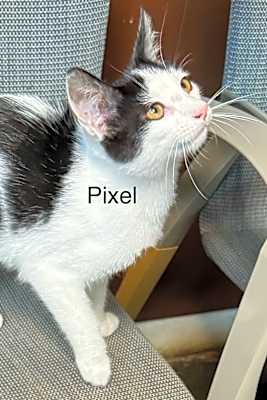Photo of Pixel #image