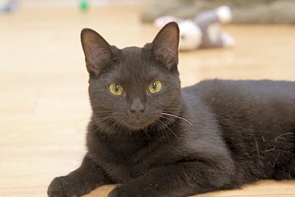 Photo of Kipper #image
