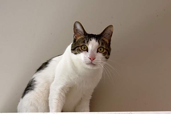 Photo of Maverick #image