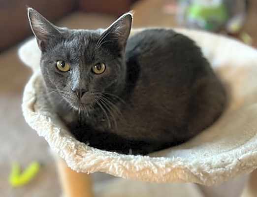 Photo of Coal #image