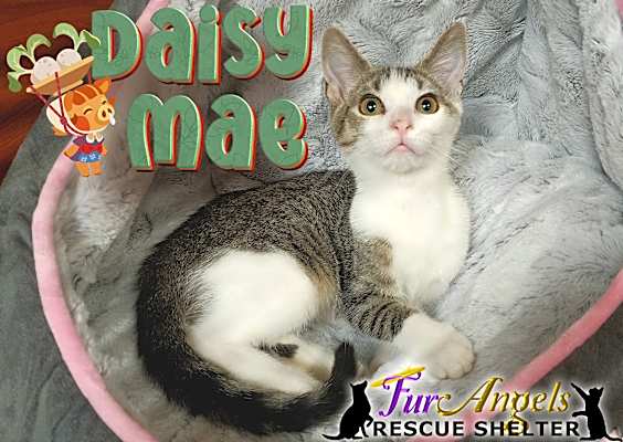 Photo of Daisy Mae #image