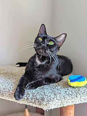 Photo of Tinkerbell (Peter Pan Litter) #image