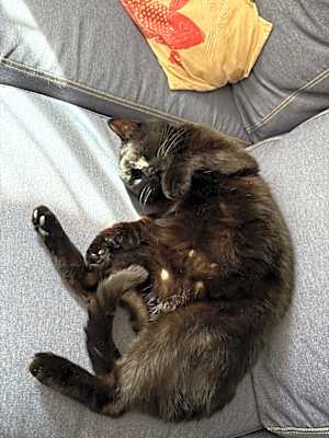 Photo of Milo #image