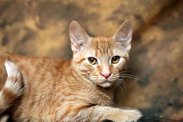 Photo of Kitch (FeLV+) #image