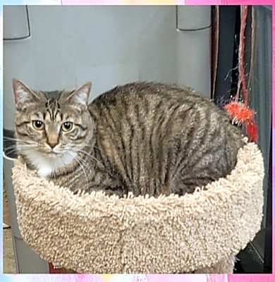 Photo of Gracie (Mom of grey litter) #image