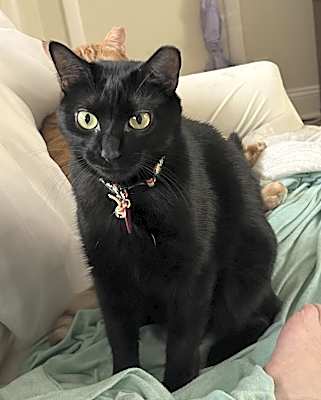Photo of SHADOW #image