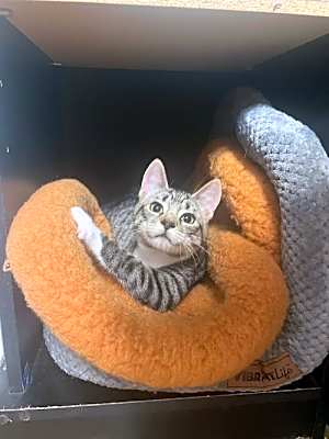 Photo of Striper #image