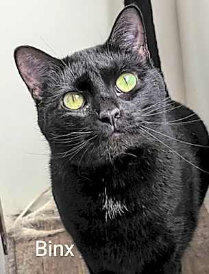 Photo of Binx #image