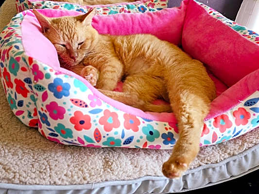 Photo of Cheetoes #image