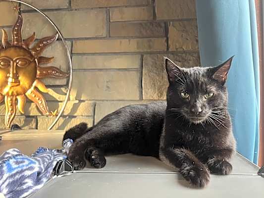 Photo of Binx #image