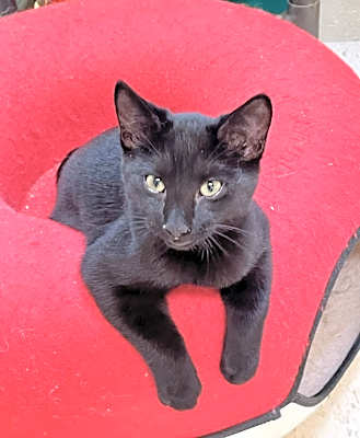 Photo of Ferdinand #image