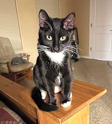Photo of Jenkins - Shannon's Litter #image