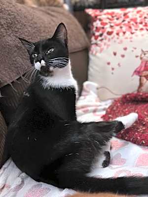 Photo of Magpie #image