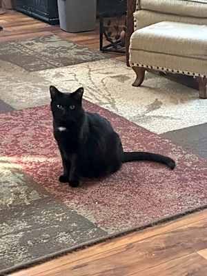 Photo of Wren #image