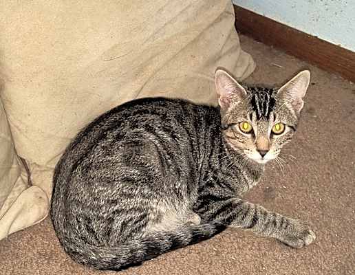 Photo of Tigger #image