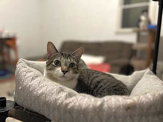 Photo of LionBlaze-Destroyer of Mice #image