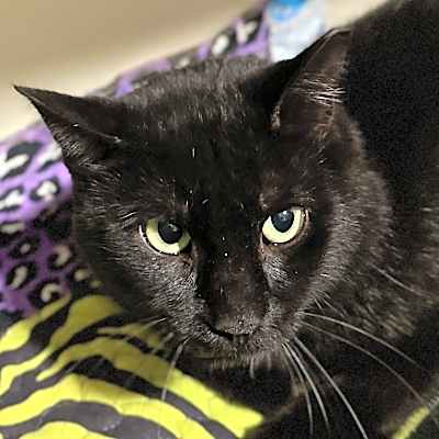 Photo of Pennyworth #image