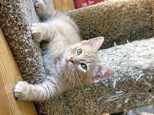 Photo of Biscotti #image