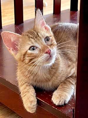 Photo of Pimento #image