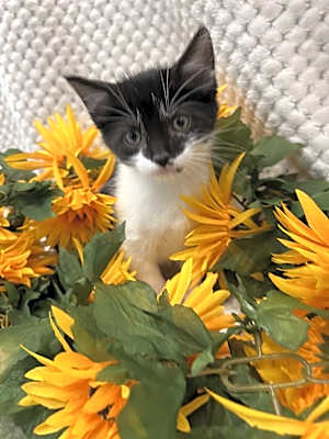 Photo of Stuffing #image
