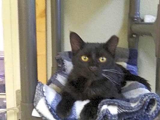 Photo of Gizmo #image
