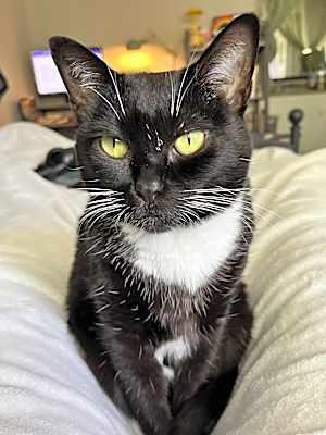Photo of Panini #image