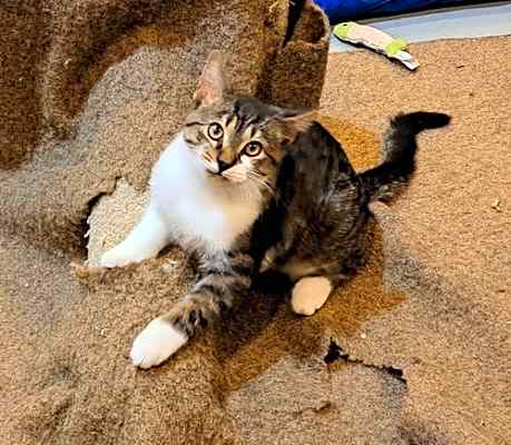Photo of Oscar #image