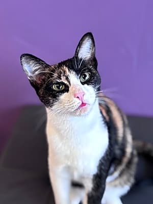 Photo of Gumbo #image