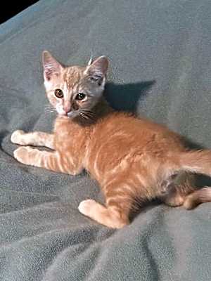 Photo of Spitz #image