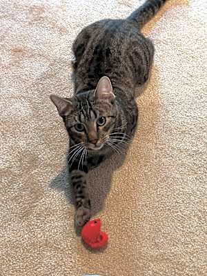 Photo of Dipper #image