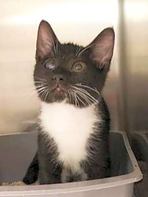 Photo of Magoo #image