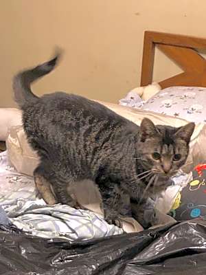 Photo of WILLOW #image
