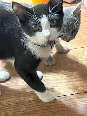 Photo of Frankie #image