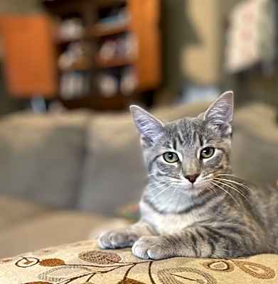 Photo of Poppy #image