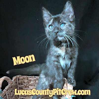 Photo of Moon #image