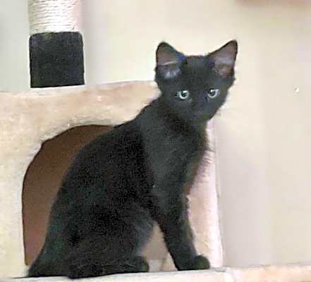 Photo of George (Bonded with Gracie) #image