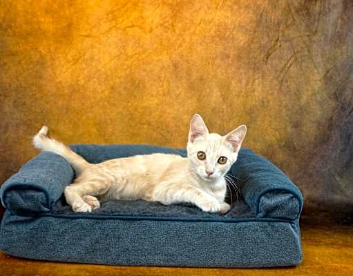 Photo of KIRA - LOOK INTO MY EYES #image