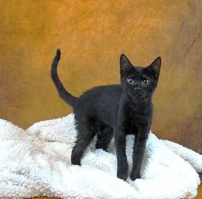 Photo of MADDIE - BEST BLACK BEAUTY #image