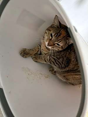 Photo of Cashew #image