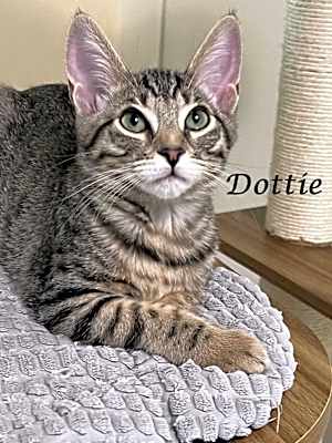 Photo of DOTTIE #image