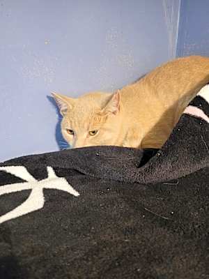 Photo of Poedunk #image