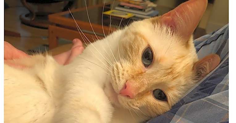 Photo of Little #image
