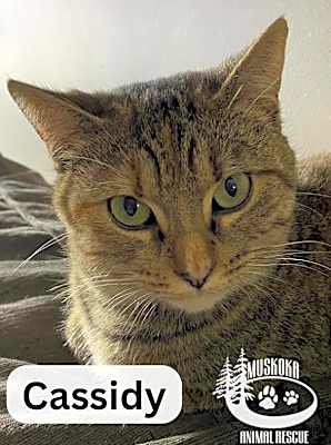 Photo of Cassidy - Constant Companion! #image