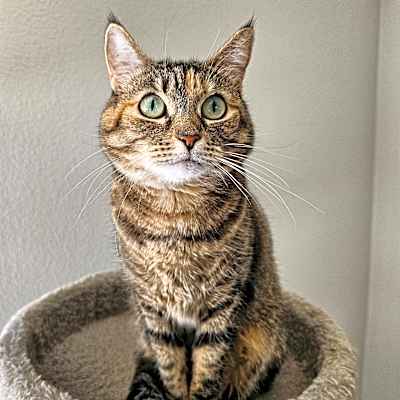 Photo of Bereet #image