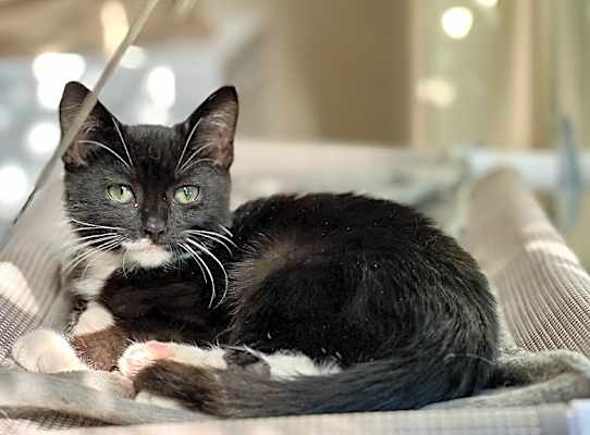 Photo of Obie #image