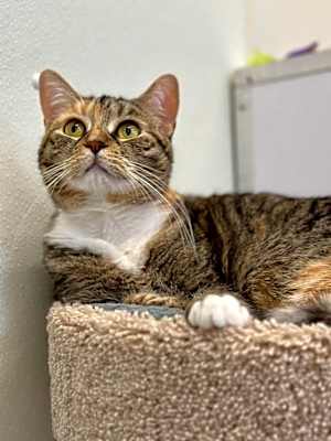 Photo of Freya (LA Raya) #image