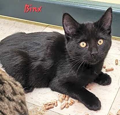 Photo of Binx #image
