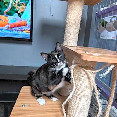 Photo of Pollyanna #image