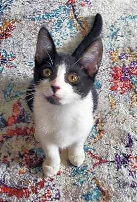 Photo of Petunia #image